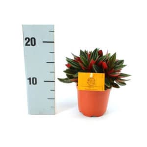 Peperomia caperata Rosso in Pot 10.5cm