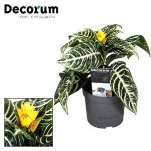 Aphelandra Squarrosa 'Dania' in Pot 13cm