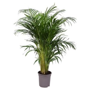 Areca in Pot 21cm H120-130cm
