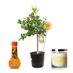 Citrus Crush Package