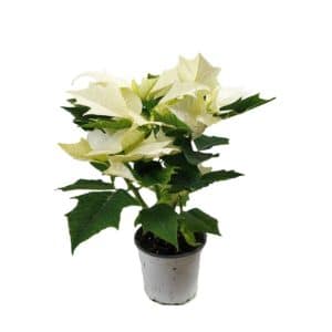 Poinsettia in Pot 10cm White