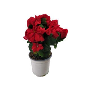 Poinsettia Windrose in Pot 12cm