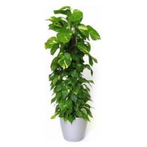 Pothos Tutore H180-200 in Pot 45cm