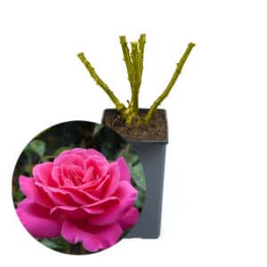 Rosa (Shrub) Pink Peace