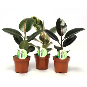 Ficus elastica mix in Pot 12cm