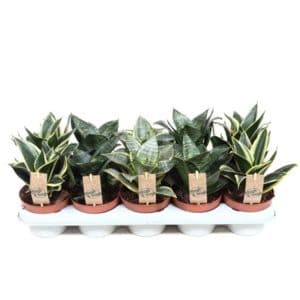 Sansevieria trif. 'Hahnii' in Pot 6cm