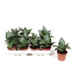 Sansevieria Trifasciata Hahnii in Pot 9cm