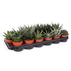 Haworthia Mix in Pot 8cm