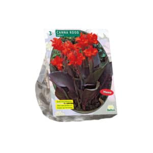 Canna "Dark Red" (Bronze-Leaved Canna Lily) - Pack of 3
