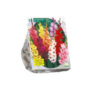 Gladiolus Mixed (Sword Lily) – Value Pack of 25