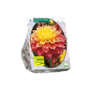 Dahlia 'Kogane Fubuki' - Exotic Fringed Dahlia (x1)