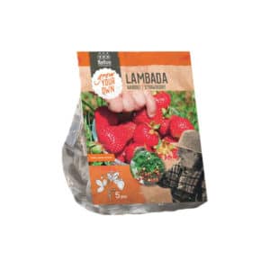 Strawberry ‘Lambada’ - Pack of 5