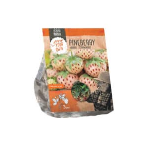 Strawberry Pineberry x3 bulbs