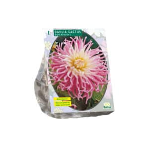 Dahlia 'Stars Favourite' - Elegant Spiky Cactus Dahlia (x1)