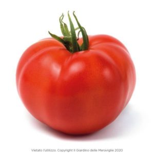 Montecarlo Smooth Round Tomato 12 Seedlings