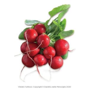 Ravanello Tondo Rosso 12 Seedlings