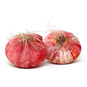 Cipola Rossa Piatta Di Sicilia 12 Seedlings