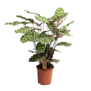 Calathea Makoyana in Pot 24cm