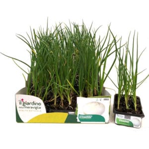 Cipolla Bianca Giarratana 12 Seedlings