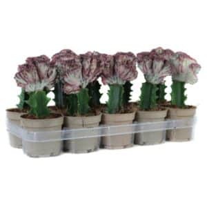 Euphorbia Lac. Cristata in Pot 12cm