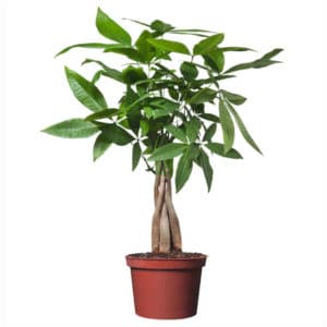 Pachira Aquatica in Pot 13cm