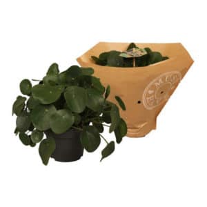 Pilea Peperomoides in Pot 17cm