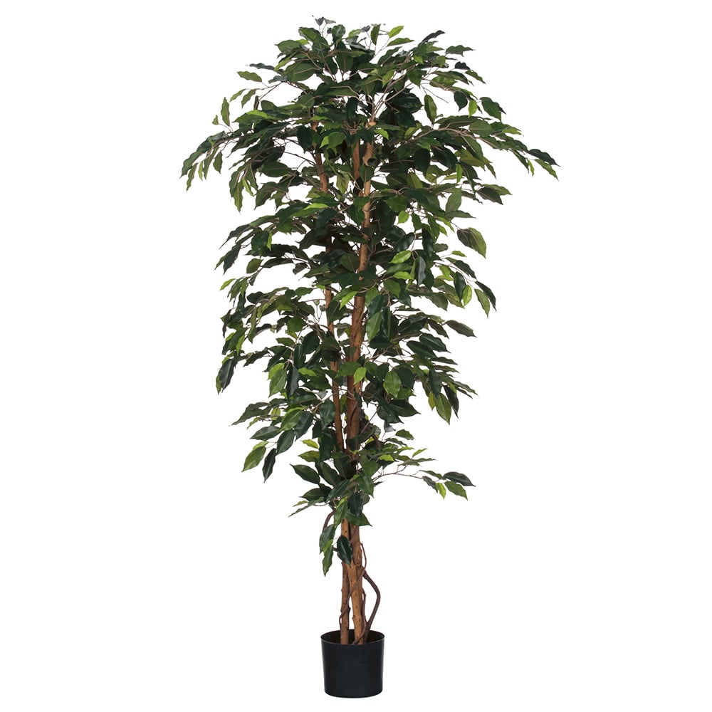 Ficus Green in Plastic Pot H180cm - Sherries Estates