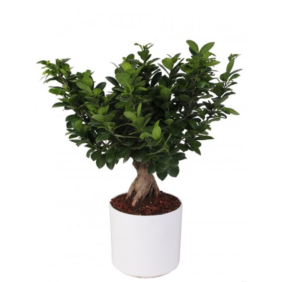 Bonsai Sherries Estates