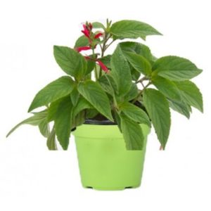 Salvia Ananas (Rutilans) in Pot 14cm