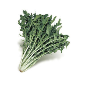 Cicoria Catalogna 12 Seedlings