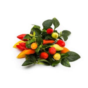 Peperoncino Piccante Mechico in Pot 16cm