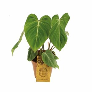 Philodendron Gloriosum in Pot 14cm