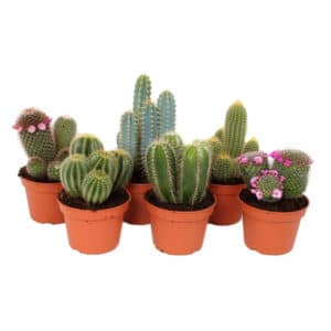 Cactus Mix in Pot 15cm