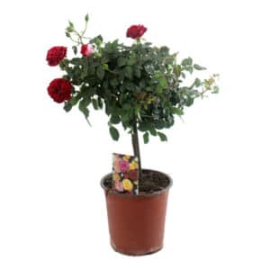 Rosa Multiflora in Pot 17cm