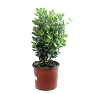 Euonymus Bravo in Pot 18cm