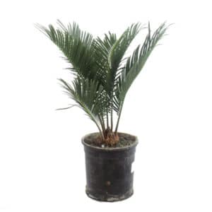 Cycas Revoluta in Pot 14 cm