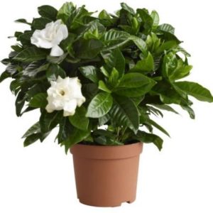 Gardenia in Pot