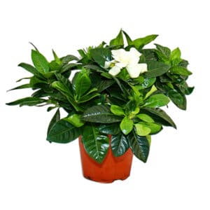 Gardenia in Pot 14cm