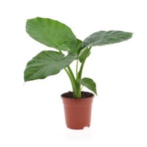 Alocasia Macrorrhiza in Pot 17cm