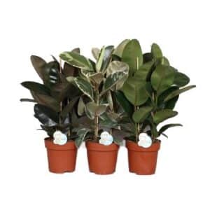 Ficus Elastica Mix in Pot 24cm