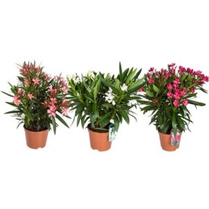 Nerium Oleander Cespuglio in Pot