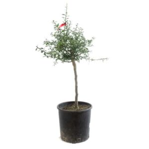 Limone Caviale Rosso (Finger Lime) in Pot 20cm