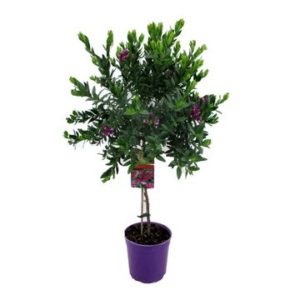 Polygala Myrtifolia Mini Alberello in Pot 19cm