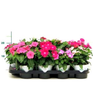 Vinca in Pot 14cm
