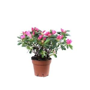 Azalea in Pot 13cm