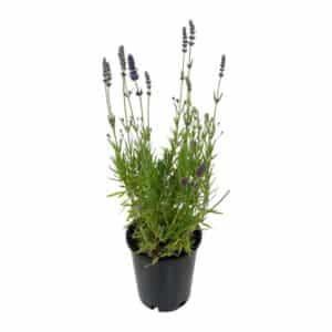 Lavandula Angustifolia 'Blue Spear' in Pot 14cm