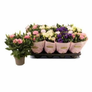Eustoma russellianum Julietta in Pot 12cm