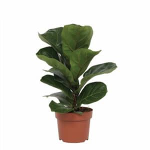 Ficus Lyrata Bambino in Pot 12cm