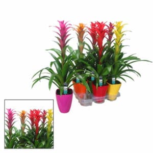 Guzmania Mix in Pot 14cm