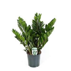 Zamioculcas Zamiifolia in Pot 19cm